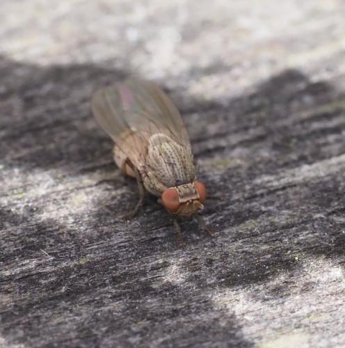 Réf. 233 783 : Minettia tabidiventris